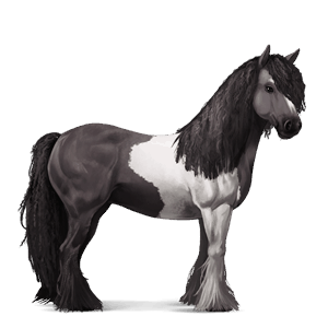 jazdecký kôň gypsy vanner Čierny
