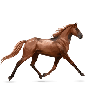jazdecký kôň marwarský kôň sivý overo