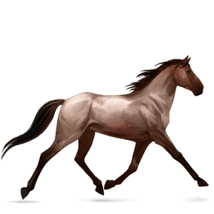 jazdecký kôň americký paint horse ryšiak tobiano
