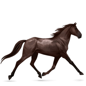 jazdecký kôň gypsy vanner tmavý hnedák tobiano