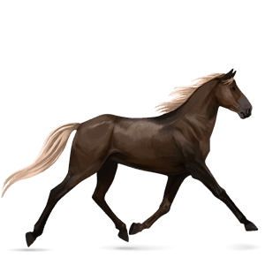 jazdecký kôň shagya arabian svetlošedý