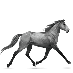 jazdecký kôň škvrnitý šedý
