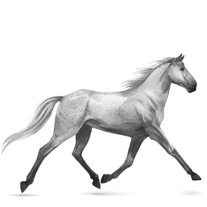 jazdecký kôň shagya arabian škvrnitý šedý