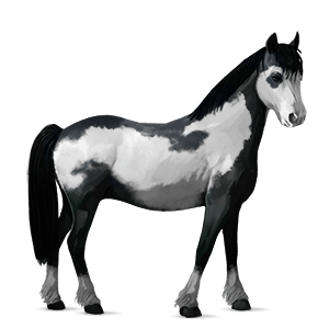poník waleský pony svetlošedý