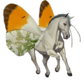 jazdecký kôň anglický plnokrvník cremello