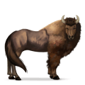 divoký kôň bizón