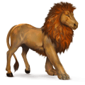 divoký kôň africký lev