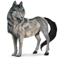 divoký kôň vlk