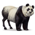divoký kôň panda