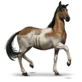 divoký kôň chincoteague poník