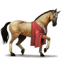 jazdecký kôň arabský kôň svetlošedý