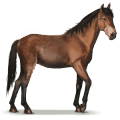 divoký kôň cumberland island horse