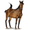 divoký kôň kôň z delty dunaja