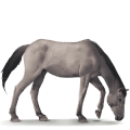 divoký kôň dülmen pony
