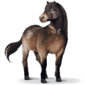 divoký kôň exmoorsky pony