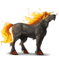 pegasový poník fjord brunblakk
