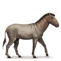 prehistorický kôň hippidion