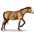 divoký kôň misaki poník