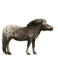 jazdecký kôň americký paint horse gaštanový tobiano