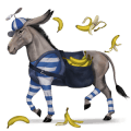 jazdecký kôň americký paint horse čerešňový tobiano