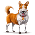 divoký kôň welsh corgi
