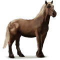 divoký kôň pottok