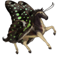 jazdecký kôň americký paint horse hnedák tobiano