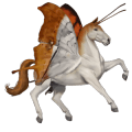 jazdecký pegas arabský kôň Čierny