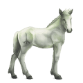 božský kôň greyfell