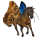 putovný kôň modrý morpho menelaus