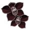 Čierna orchidea