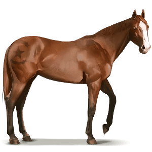 divoký kôň shackleford banks horse